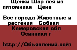 Щенки Шар пея из питомника › Цена ­ 25 000 - Все города Животные и растения » Собаки   . Кемеровская обл.,Осинники г.